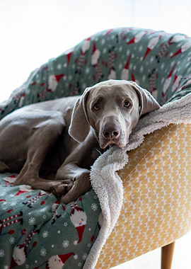 Weimaraner Dog on Chair