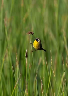 Common Yellowthroat