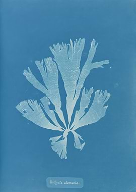 Seaweed Marine Nautical Art