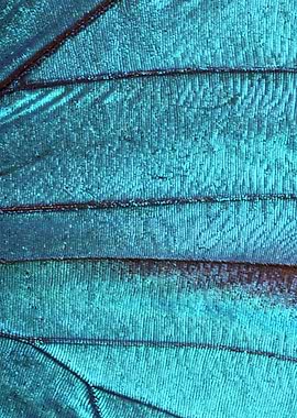 Butterfly Wing VI