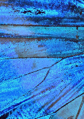 Butterfly Wing VII