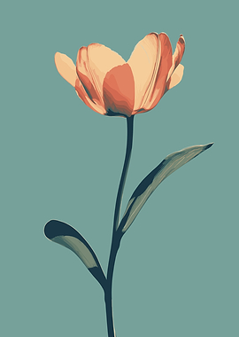 Lone Tulip Flower