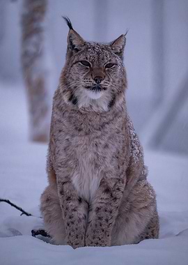 Lynx in Snowy Forest