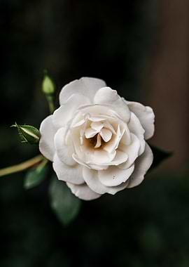 White Rose Close-Up