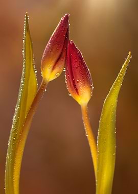 Dewy Tulip Buds