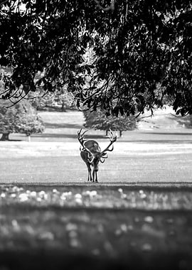Black and White Deer in Field