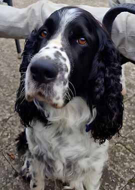 English Springer Spaniel Portrait