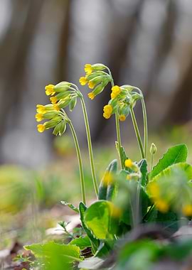 Yellow Wildflowers in Bloom