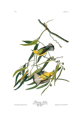 The Birds of America - Prothonotary Warbler