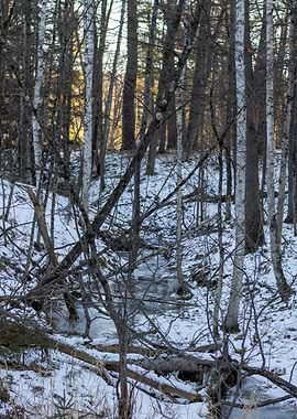 Winter Stream in Forest