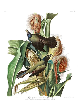 The Birds of America - Purple Grakle or Common Crow Blackbird