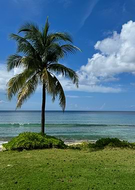 Palm Tree on Beach