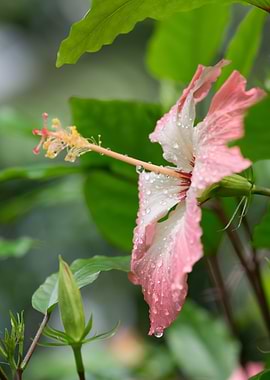 Pink Hibiscus Flower with Dew Drops