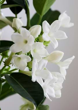 White Jasmine Flowers