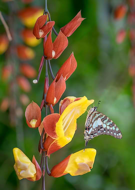 Butterfly on Flower