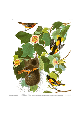The Birds of America - Baltimore Oriole