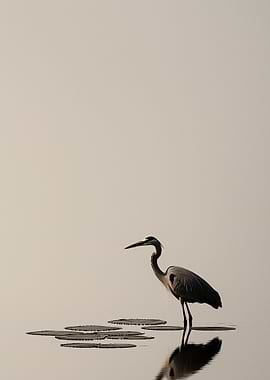 Great Blue Heron in Water