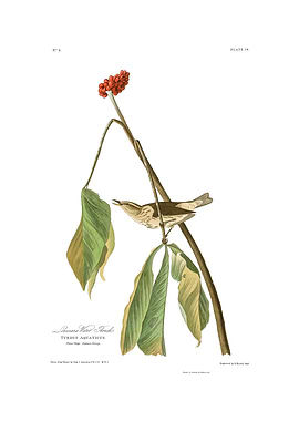 The Birds of America - Louisiana Water Thrush