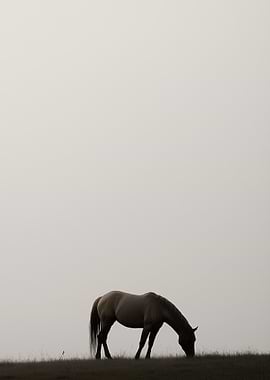 Horse Silhouette in Fog