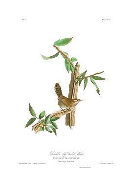 The Birds of America - Bewick's Wren