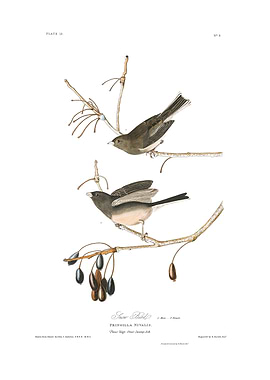 The Birds of America - Snow Bird