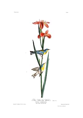 The Birds of America - Blue Yellow back Warbler