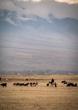 Shepherd and Flock in Mountains