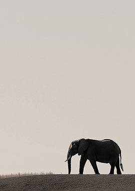 Elephant Silhouette