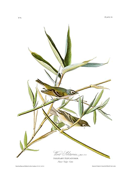 The Birds of America - Vireo Solitarius