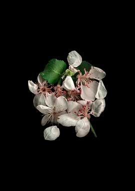 White Blossom Cluster