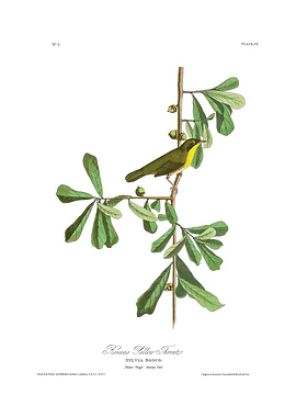 Roscoe's Yellow Throat