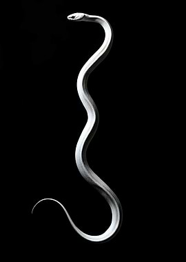 Animal White Rabbit silhouette on a black Fan Art