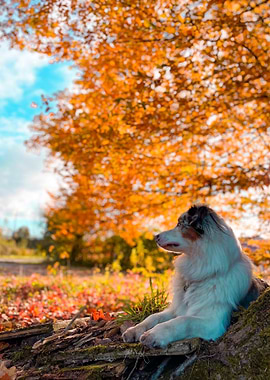 Australian Shepherd in Autumn