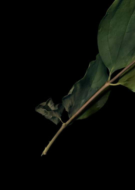 Single Leaf Branch
