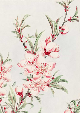 Peach Blossom Watercolor
