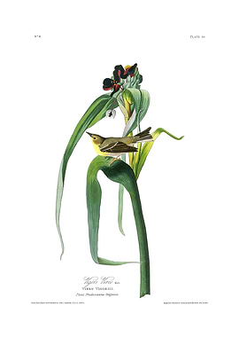 The Birds of America - Vigors Vireo