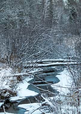 Snowy Creek in Winter Forest