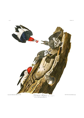 Red headed Woodpecker