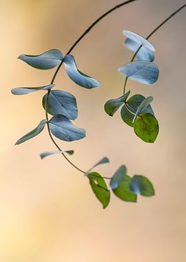 Eucalyptus Branch with Soft Light
