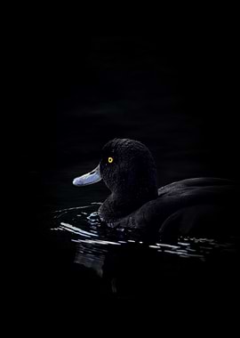Black Duck in Water