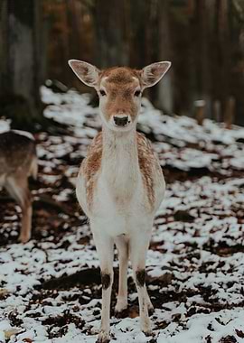 Fawn in Winter Woods
