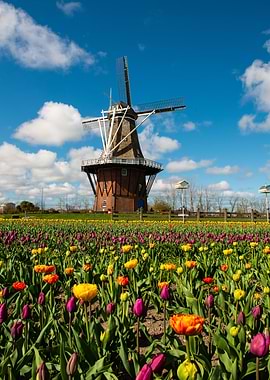 Windmill and Tulip Field