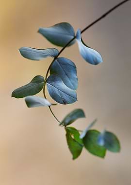 Eucalyptus Branch with Soft Light