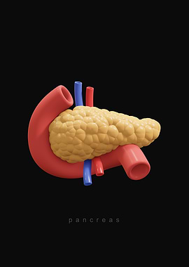 Human Pancreas
