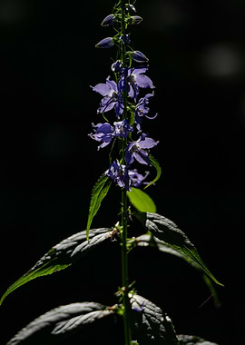 Purple Flowers in Dark