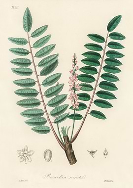 Botanical Illustration of Boswellia Serrata