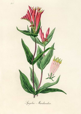 Pink and Green Flower Illustration
