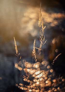 Golden Grass Sunset