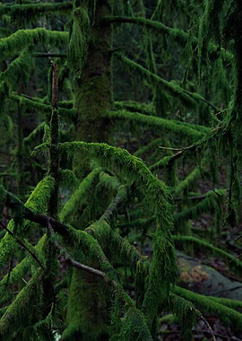 Moss Covered Forest