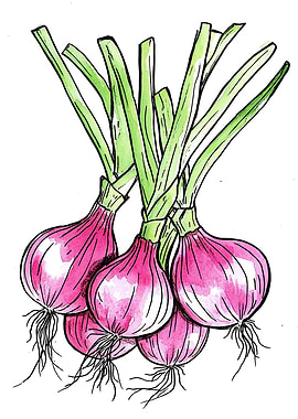 Red Onions Watercolor Illustration Kitchen Art